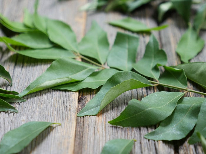 Indian Food 101: What's the difference between curry leaves and curry powder? 