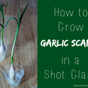 grow garlic scapes in a shot glass - on your windowsill! myheartbeets.com