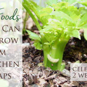 How to regrow 18 foods from kitchen scraps