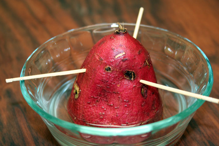 18 Foods You Can Regrow From Kitchen Scraps My Heart Beets,Pet Fennec Fox Cage