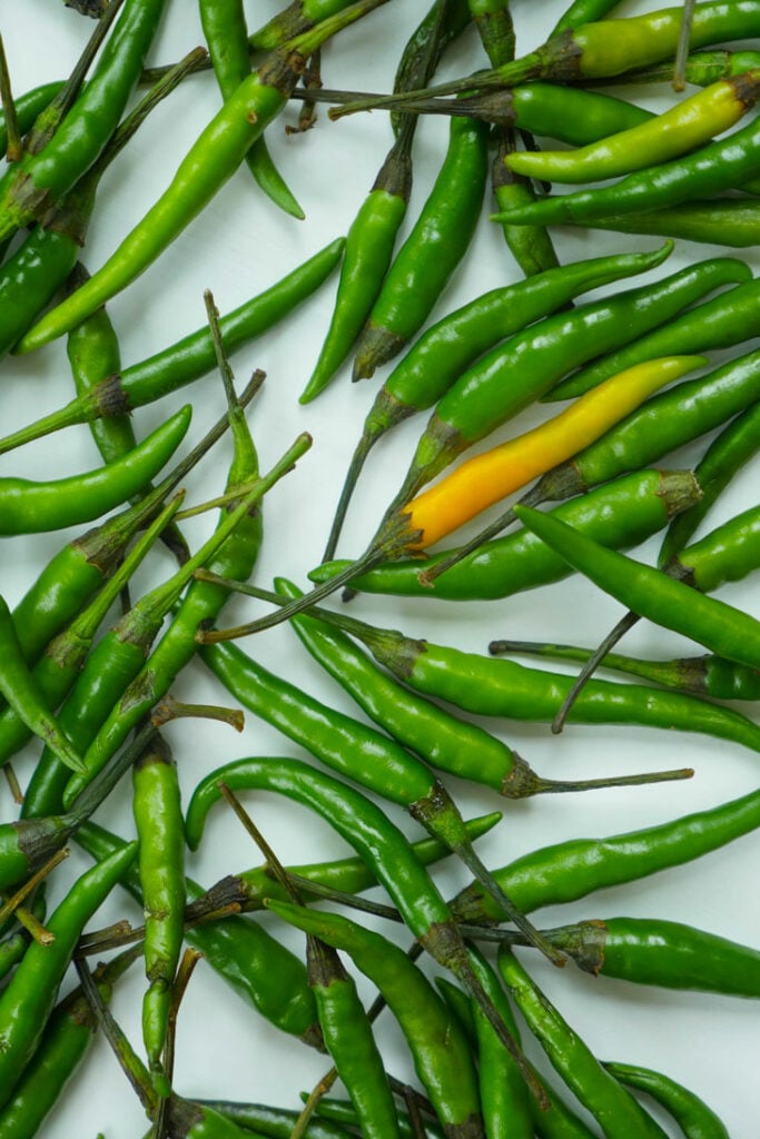 Indian green chilli